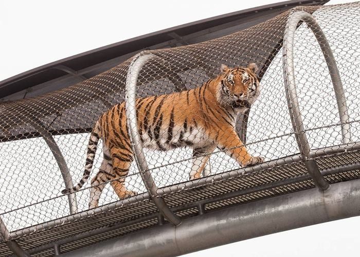 Metal Network Stainless Steel Tiger Wire Mesh / Big Cat Crossing Mesh